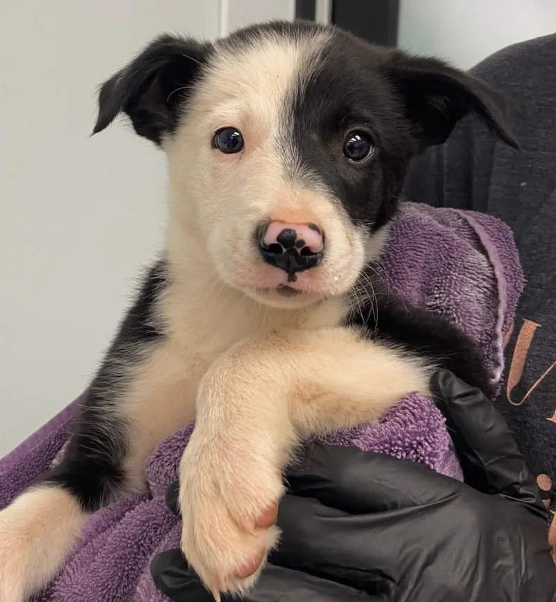 A baby medium-sized male Border Collie dog named Gherkin for adoption in Copiague, NY