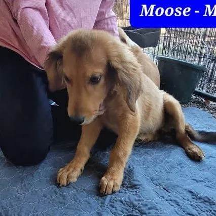 A baby small-sized male Mixed Breed dog named Moose for adoption in Knoxville, TN