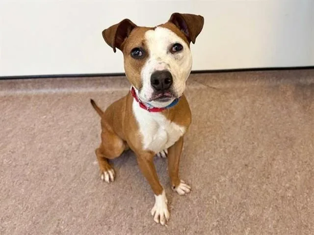 A young large-sized male Pit Bull Terrier dog named Rocky for adoption in Saint Louis, MO