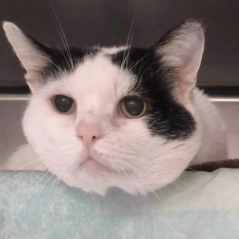 An adult large-sized male White Domestic Short Hair cat named Papa Smurf for adoption in Kennebunk, ME