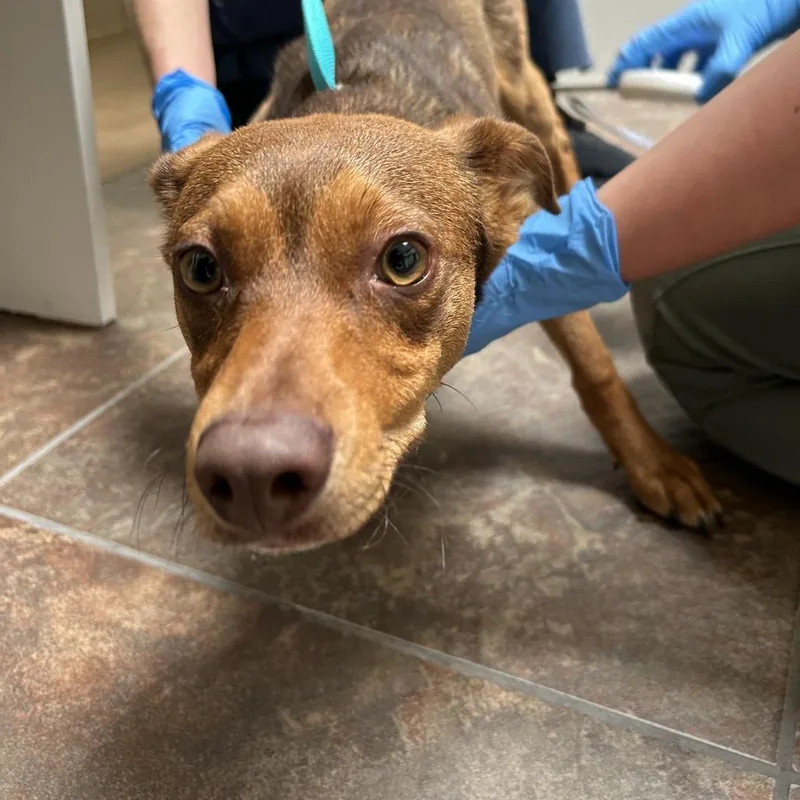 A young small-sized male Brown / Chocolate Chihuahua dog named Vegas for adoption in Ojai, CA
