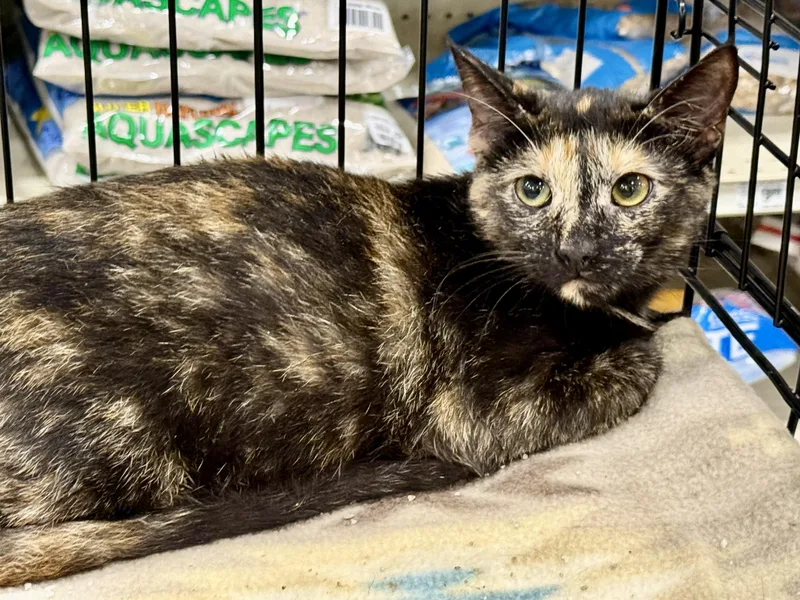 A baby medium-sized female Torbie Torbie cat named Opal for adoption in New Port Richey, FL