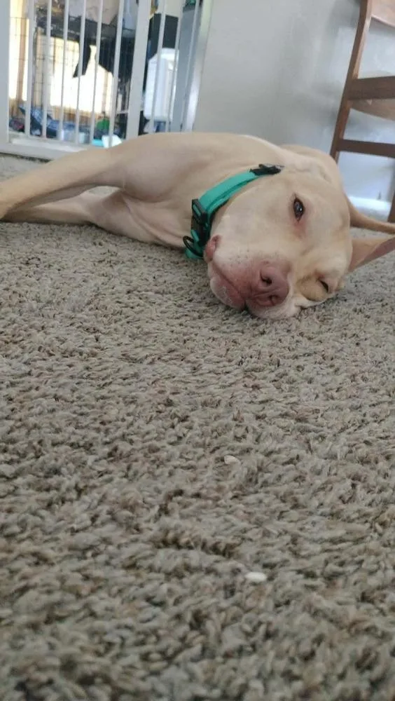 An adult medium-sized male White / Cream Labrador Retriever dog named Dalton for adoption in Bremen, OH