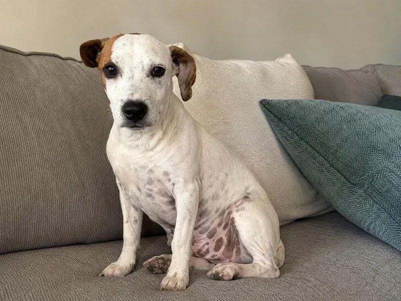 A baby extra large-sized female Mixed Breed dog named Buttercup for adoption in North Syracuse, NY