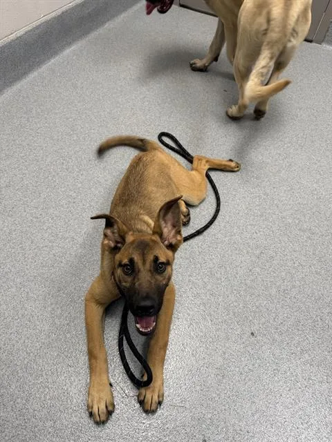 A young small-sized female Belgian Shepherd / Malinois dog named Addie for adoption in Indianapolis, IN