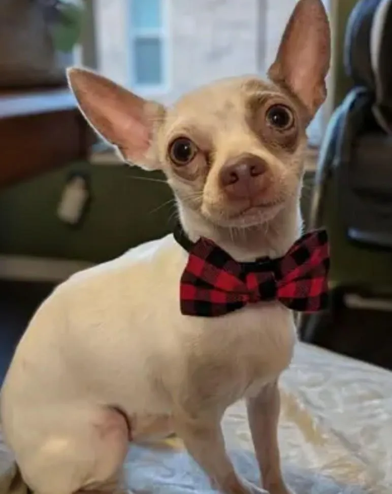 A young small-sized male Chihuahua dog named Eddie for adoption in Spring, TX
