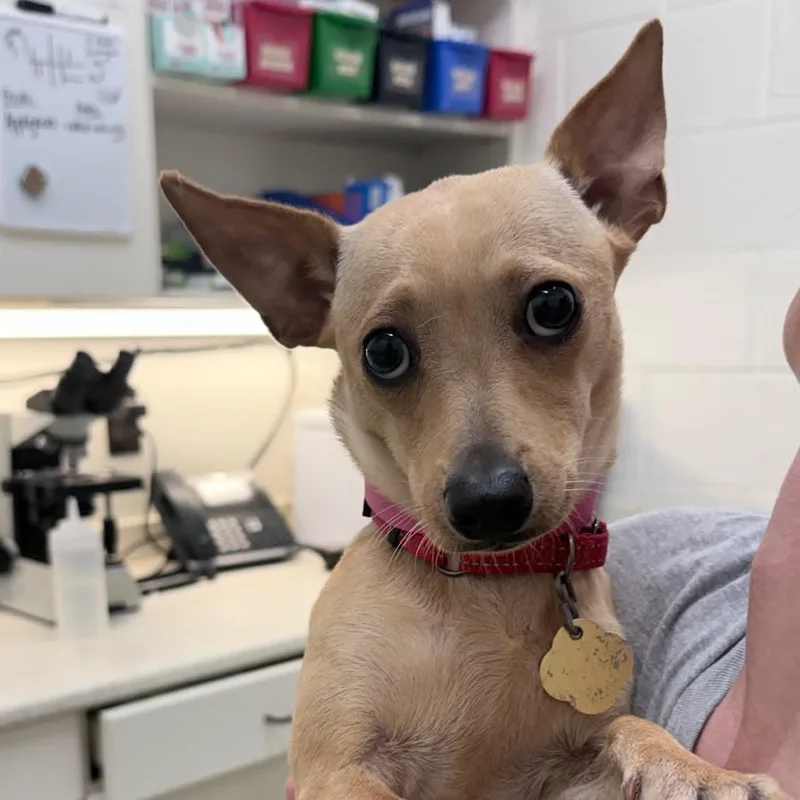 A young small-sized female Chihuahua dog named Dora for adoption in Bradenton, FL
