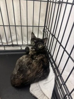 A young small-sized female Domestic Short Hair cat named Lolly for adoption in Vero Beach, FL