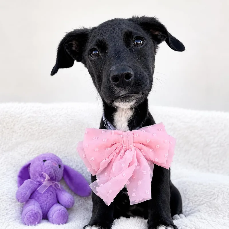 A baby medium-sized female Black Mixed Breed dog named Tori for adoption in Hillsborough, NJ