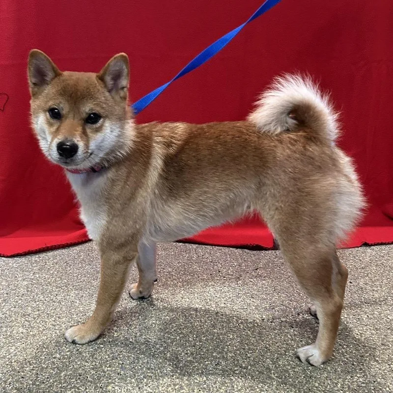 An adult small-sized female Red / Chestnut / Orange Shiba Inu dog named IVHSStray for adoption in San Gabriel, CA