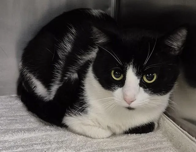 A young medium-sized male Domestic Short Hair cat named Ronald for adoption in Decatur, IL