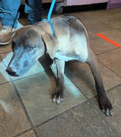 A baby medium-sized female Gray / Blue / Silver Mixed Breed dog named Morgan for adoption in El Paso, TX