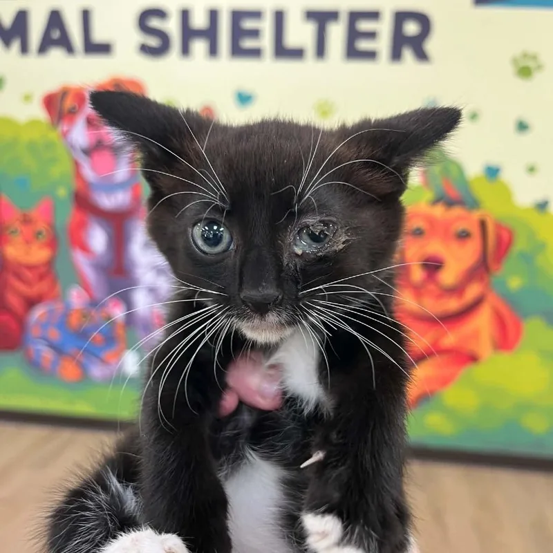A baby small-sized male Black Domestic Short Hair cat named Right Sock for adoption in Charlottesville, VA
