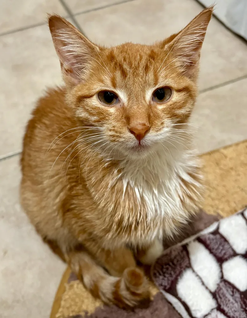 A baby medium-sized female Tabby (Orange / Red) Domestic Long Hair cat named Penelope for adoption in Nutley, NJ