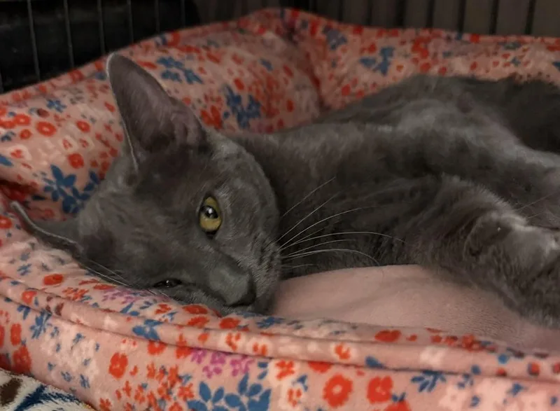 A young small-sized female Gray / Blue / Silver Domestic Short Hair cat named Mitzi for adoption in Fremont, NE