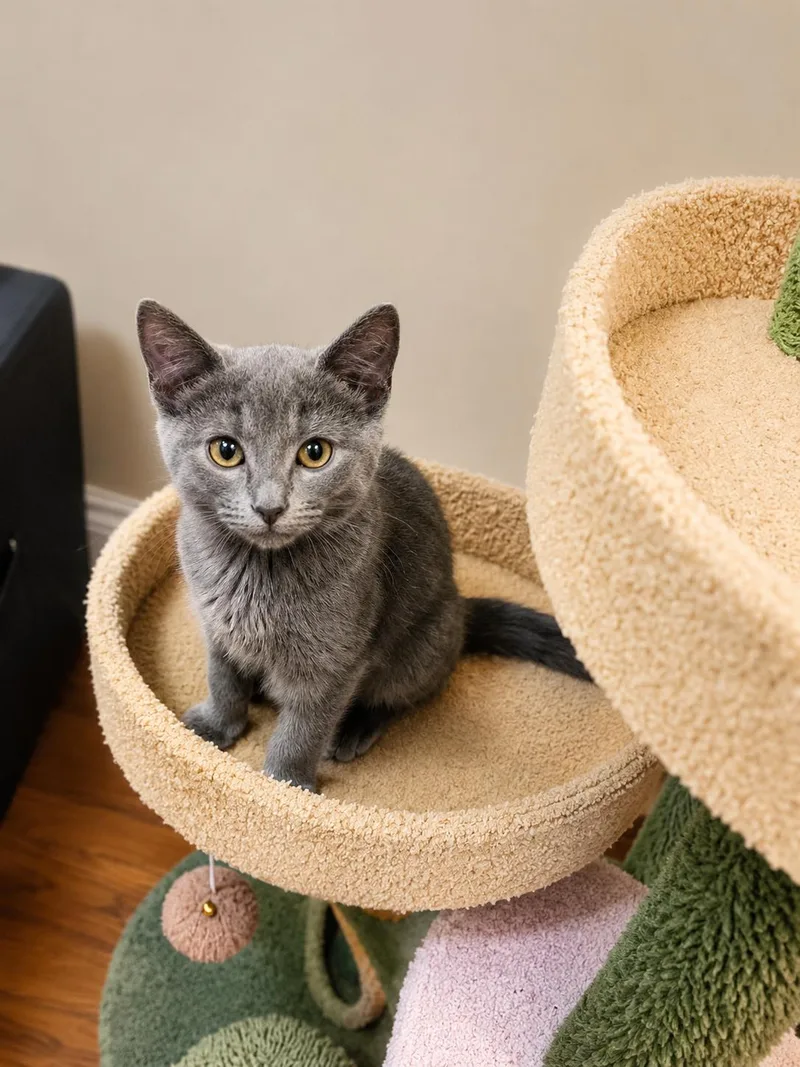 A baby small-sized female Gray / Blue / Silver Domestic Short Hair cat named Tommy for adoption in Stamford, CT