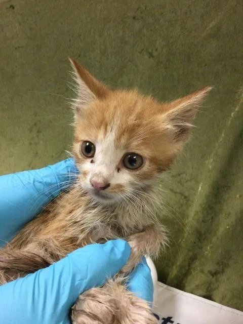 A baby small-sized male Domestic Short Hair cat named Onion for adoption in Riverside, CA