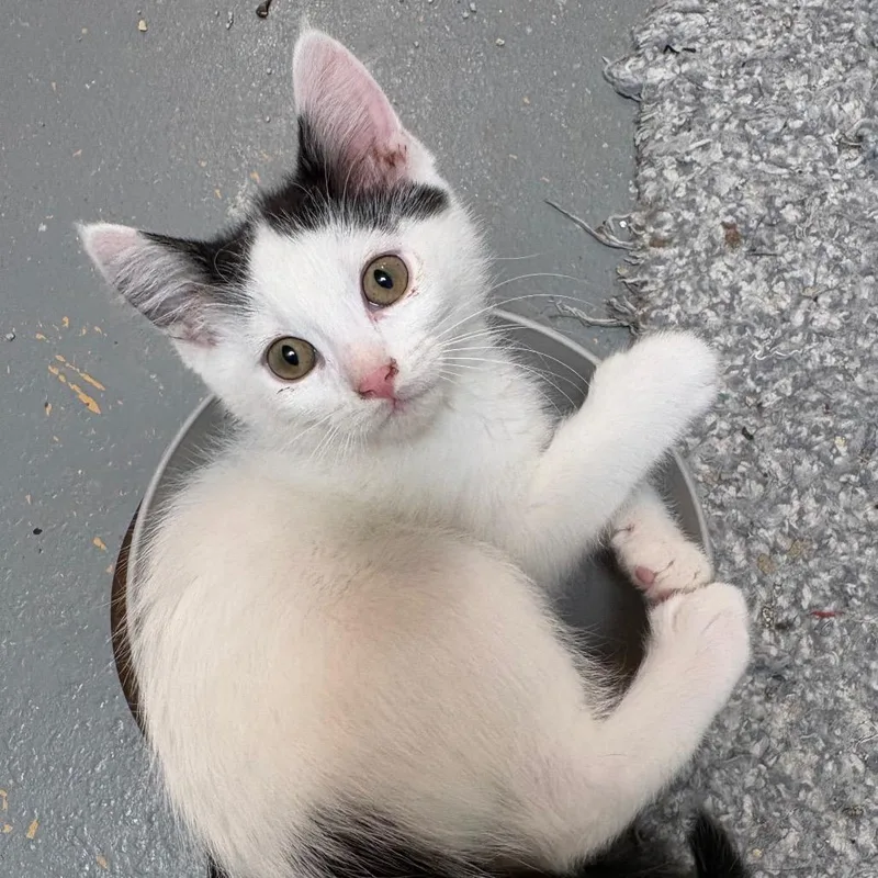 A baby small-sized male Black Domestic Short Hair cat named Beetlejuice for adoption in St. Paul, MN