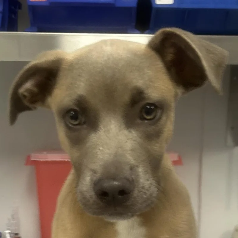 A baby medium-sized male Yellow / Tan / Blond / Fawn Mixed Breed dog named Tractor for adoption in Greenville, SC