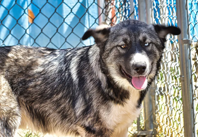 A young large-sized male Tricolor (Brown, Black, & White) Husky dog named Buster for adoption in Mayer, AZ