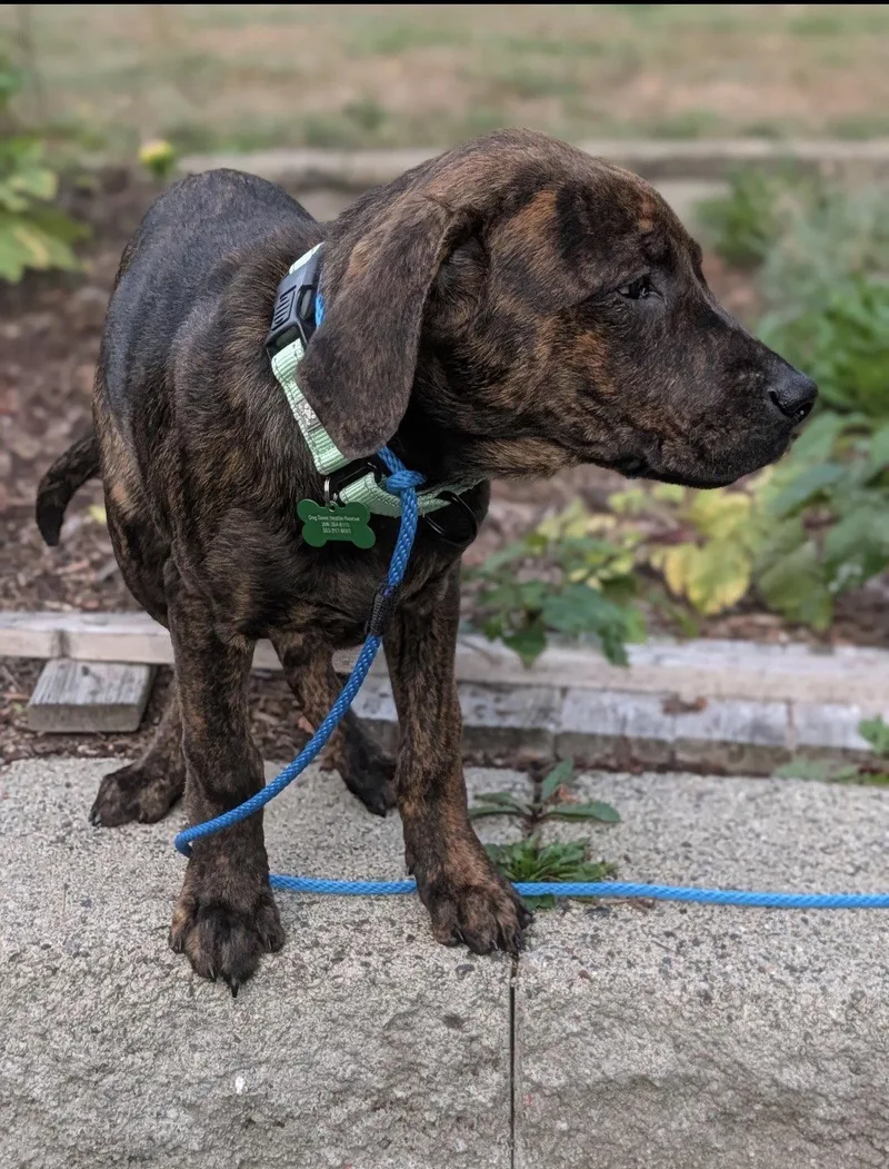 A baby extra large-sized female Labrador Retriever dog named Hwin for adoption in Bothell, WA