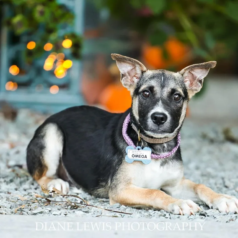 A baby small-sized male Black Shepherd dog named Omega for adoption in Wake Forest, NC