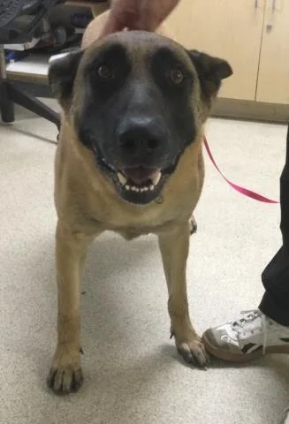 An adult large-sized male Belgian Shepherd / Malinois dog named Steve for adoption in Riverside, CA