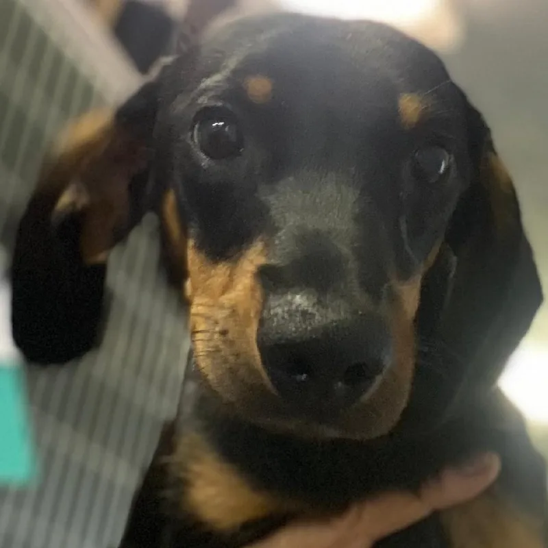 A young small-sized male Bicolor Dachshund dog named Dudley for adoption in Spencer, IN