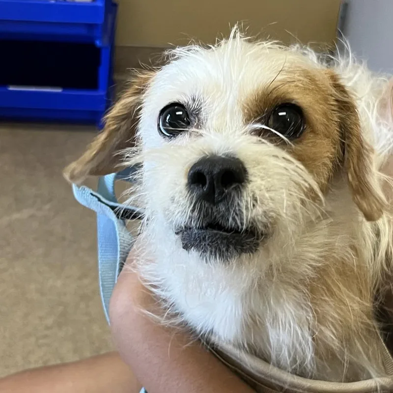 An adult small-sized male White / Cream Terrier dog named Toby for adoption in Palm Springs, CA