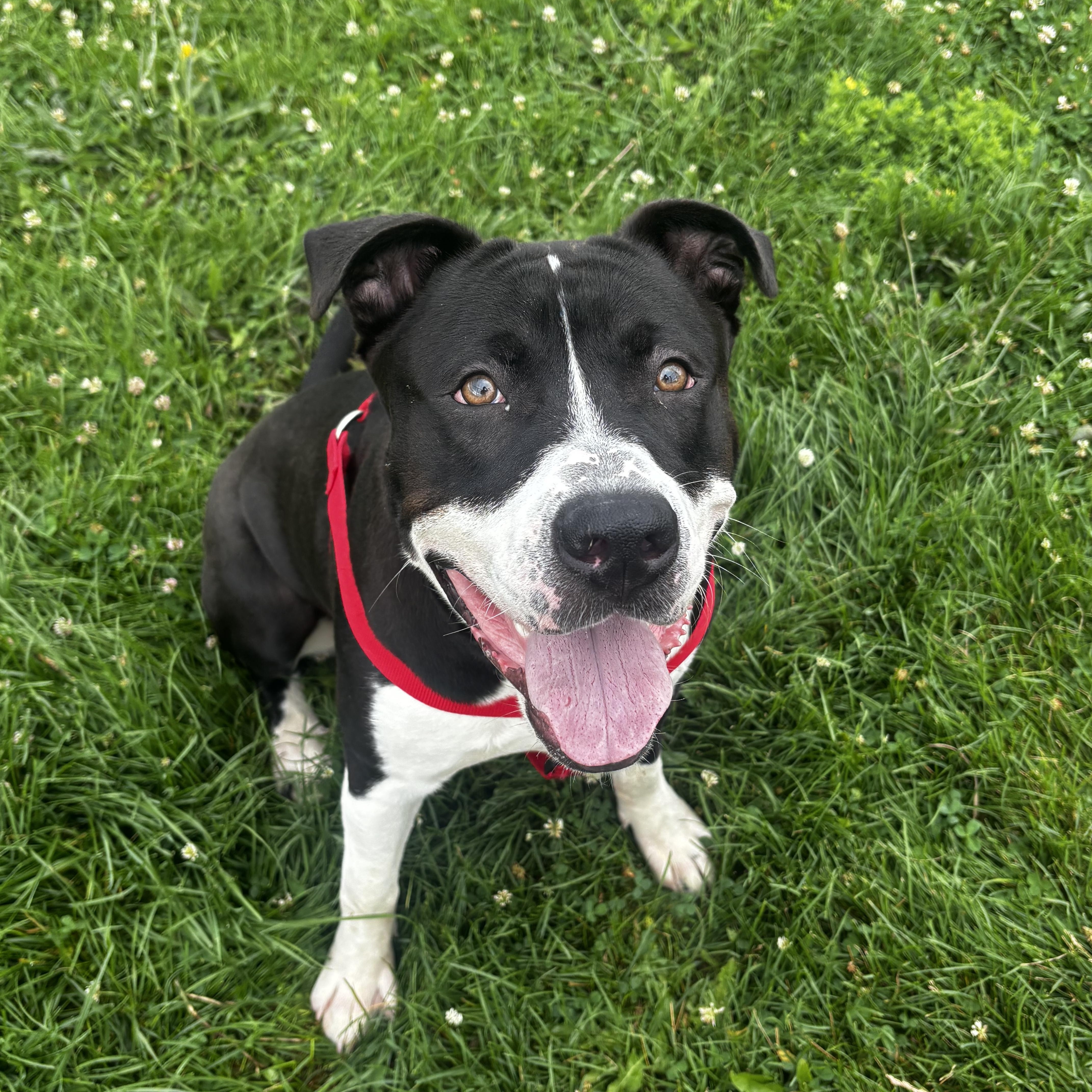 An adult large-sized male Black Terrier dog named Rocky for adoption in Dodgeville, WI