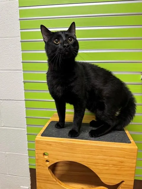 Luca