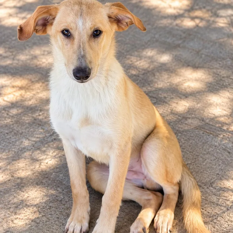 A baby small-sized male Labrador Retriever dog named Bodie P for adoption in Corsicana, TX