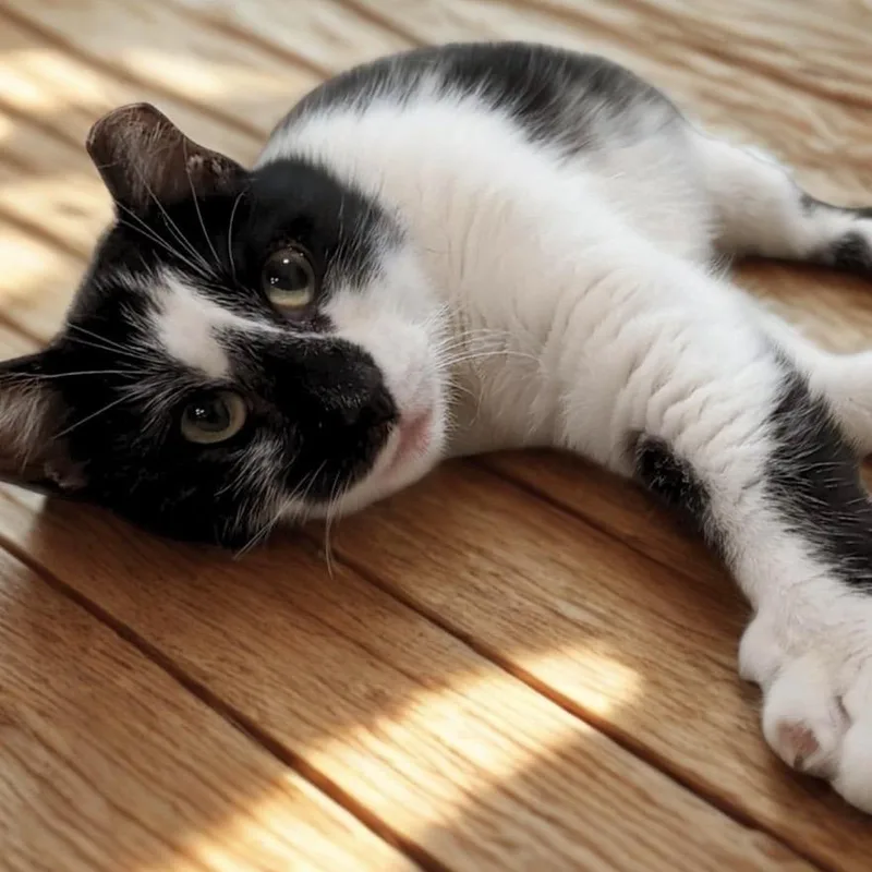 An adult small-sized female Black American Shorthair cat named Sugar for adoption in Oceanside, NY