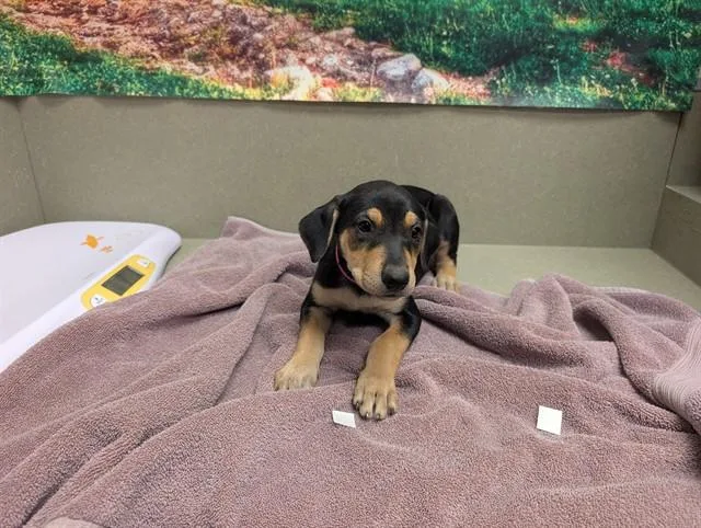 A baby small-sized female Labrador Retriever dog named Belle for adoption in Moreno Valley, CA