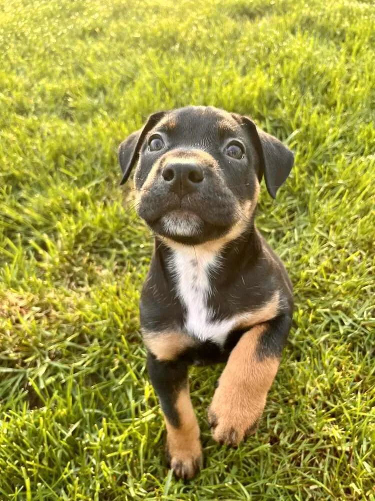 A baby small-sized female Tricolor (Brown, Black, & White) Mixed Breed dog named Maggie for adoption in Amherst, NY