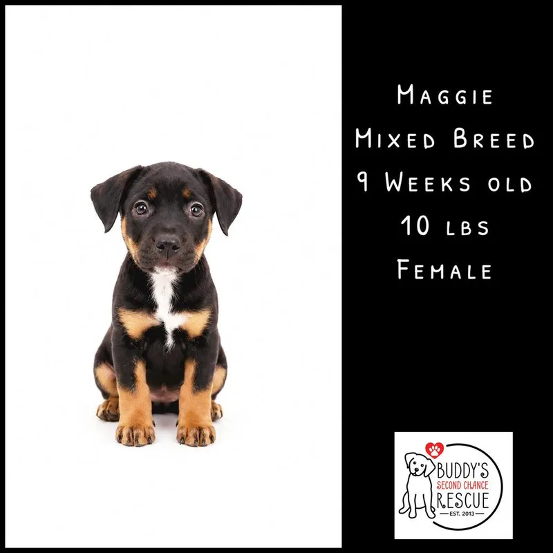 Maggie thumbnail 2
