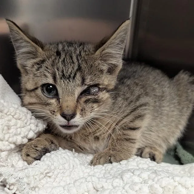 A baby small-sized male Domestic Short Hair cat named Ralph for adoption in Olivette, MO