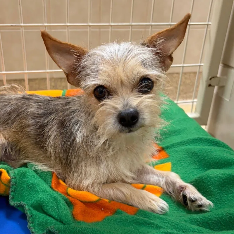 An adult small-sized male Yorkshire Terrier dog named Lil Man for adoption in Kerrville, TX