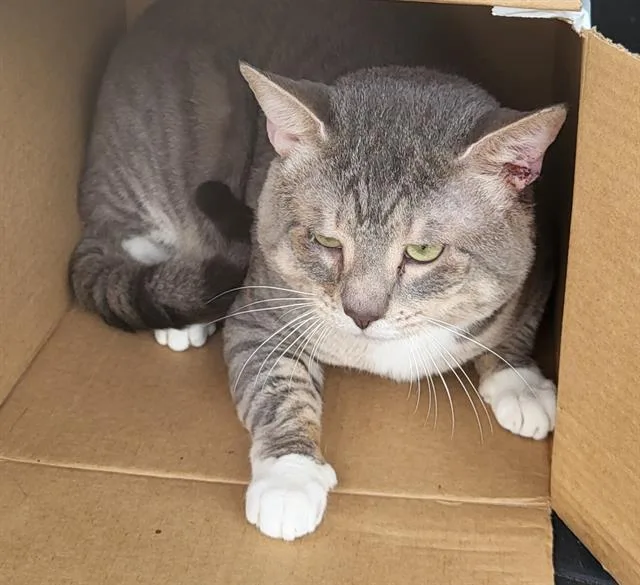 A young large-sized male Domestic Short Hair cat named Toby for adoption in San Antonio, TX