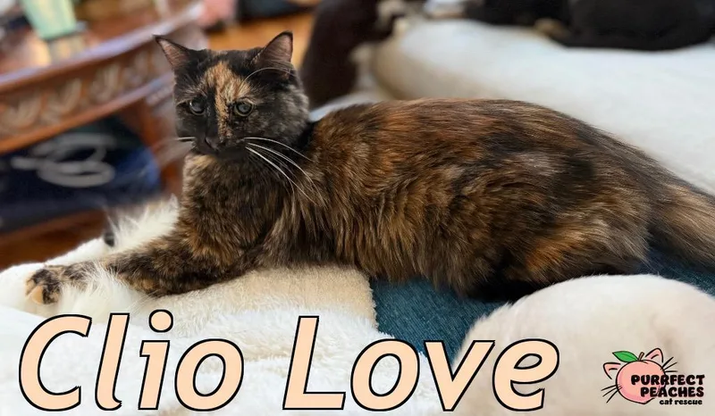Clio Love thumbnail 3