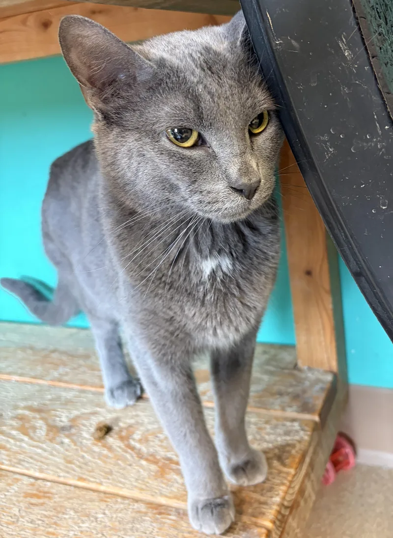 An adult medium-sized male Gray & White Domestic Short Hair cat named Briggs for adoption in Brookings, SD