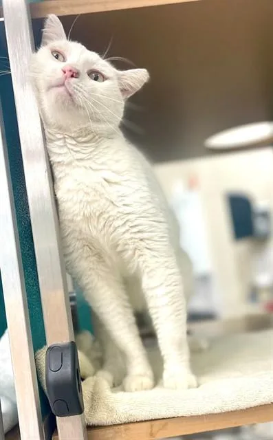 An adult large-sized male Domestic Short Hair cat named Bobby for adoption in Naples, FL