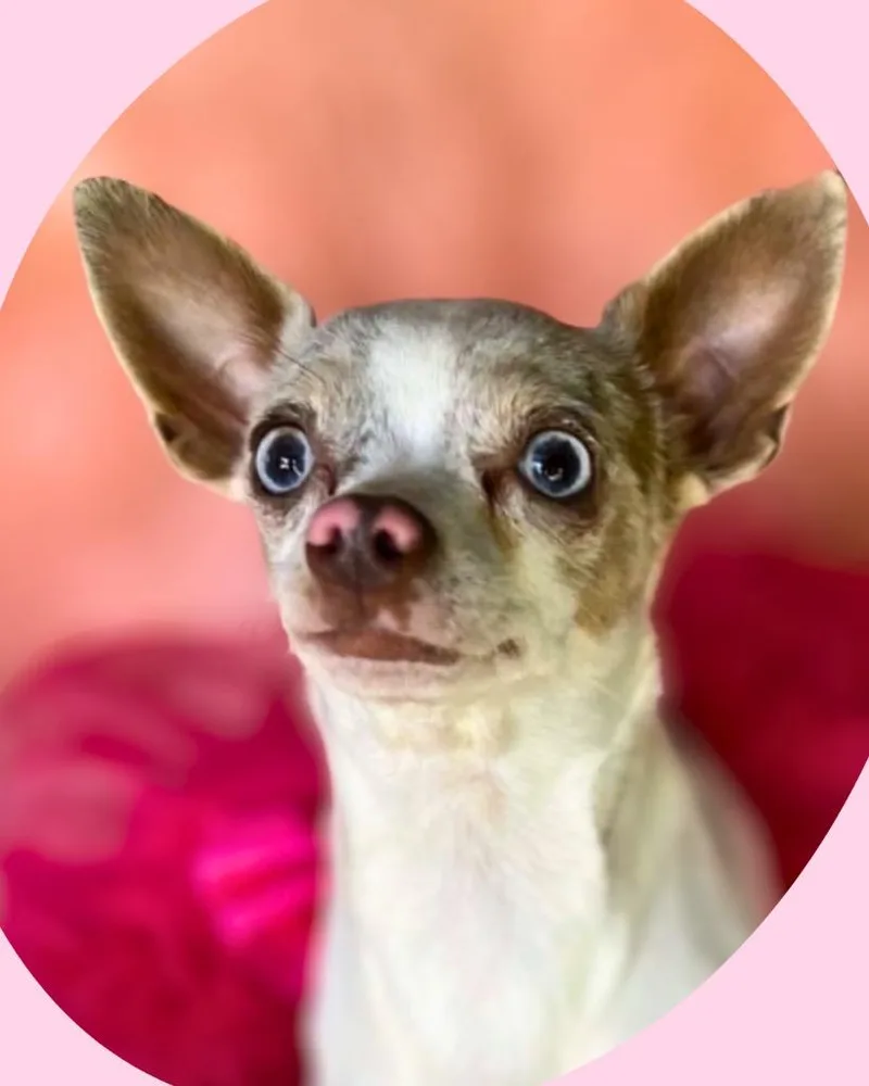An adult small-sized female Chihuahua dog named Bubbles for adoption in Bryan, TX