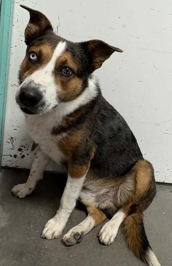 An adult medium-sized male Shepherd dog named Vulcan for adoption in Rio Rancho, NM