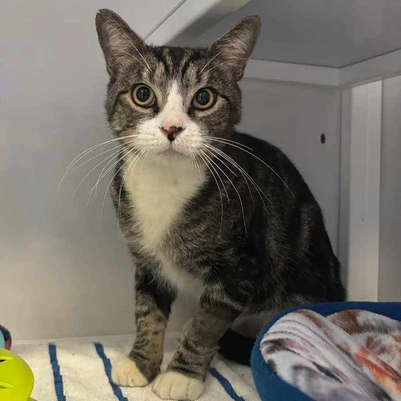 An adult large-sized male Domestic Short Hair cat named Pancake for adoption in Sarasota, FL