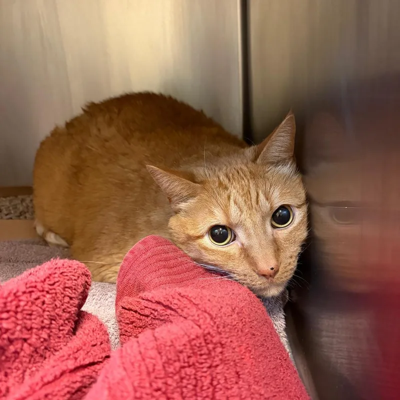 A senior extra large-sized male Orange / Red Domestic Short Hair cat named Mr. Scooter for adoption in Council Bluffs, IA