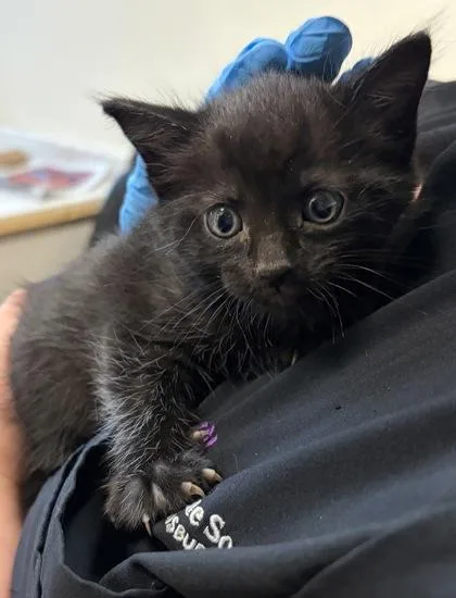 A baby small-sized male Domestic Short Hair cat named Marc Jacobs for adoption in West Chester, PA