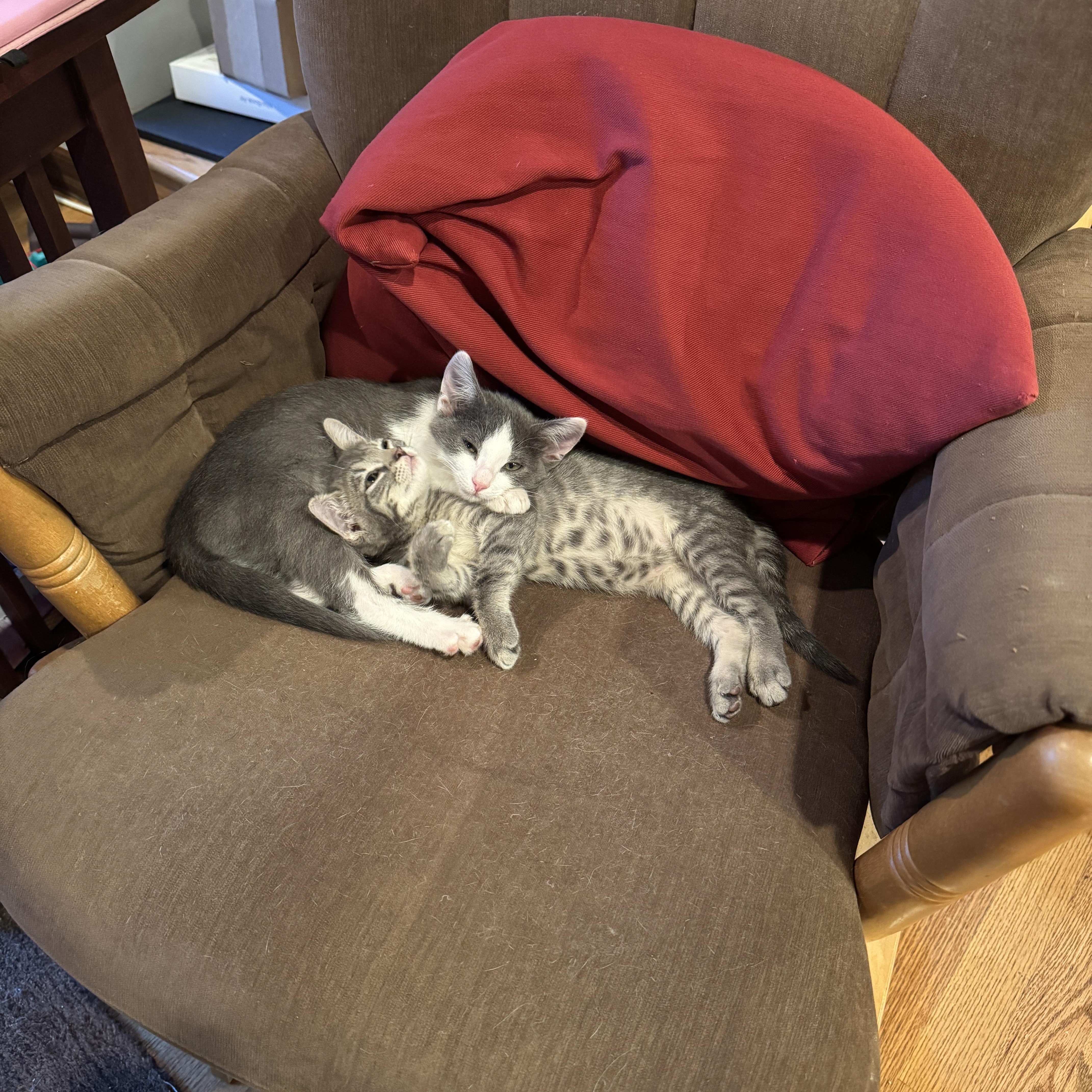 A baby medium-sized female Gray & White Domestic Short Hair cat named Nini for adoption in Woodinville, WA