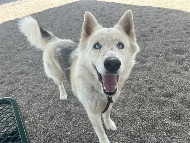 A young large-sized male Siberian Husky dog named Clarence for adoption in Mesa, AZ