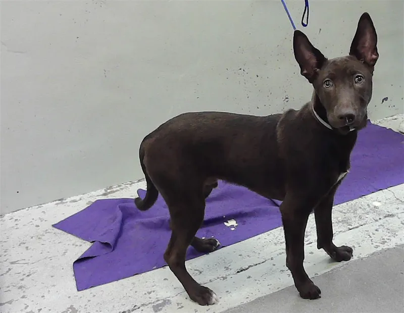 A baby medium-sized male Staffordshire Bull Terrier dog named Skooby for adoption in Houston, TX